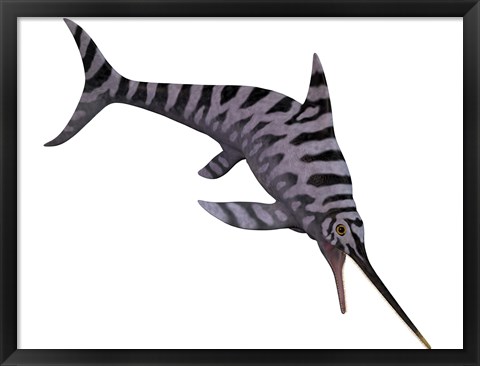 Framed Eurhinosaurus, an extinct genus of ichthyosaur Print