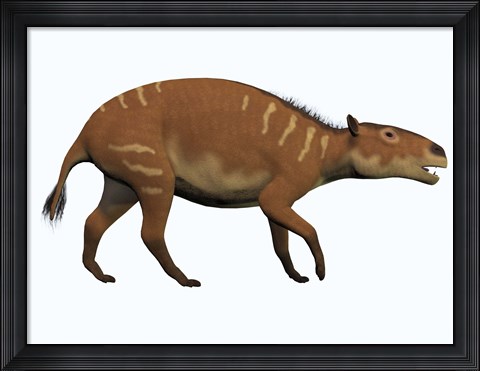 Framed Eurohippus, an extinct ancestor of the modern horse Print