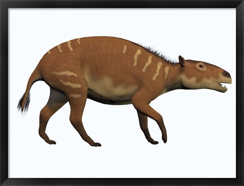 Framed Eurohippus, an extinct ancestor of the modern horse Print