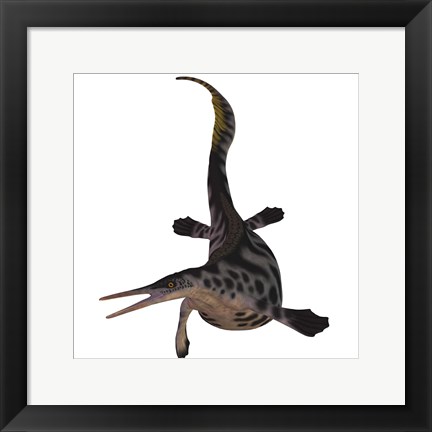 Framed Hupehsuchus, a genus of marine reptile that lived during the Triassic Period Print