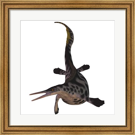Framed Hupehsuchus, a genus of marine reptile that lived during the Triassic Period Print