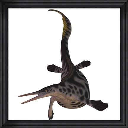 Framed Hupehsuchus, a genus of marine reptile that lived during the Triassic Period Print