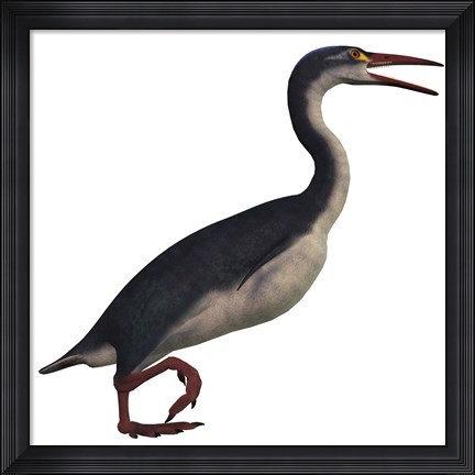 Framed Hesperornis, a genus of flightless birds from the Cretaceous Period Print