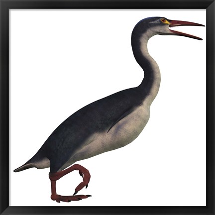 Framed Hesperornis, a genus of flightless birds from the Cretaceous Period Print