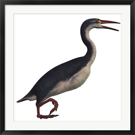 Framed Hesperornis, a genus of flightless birds from the Cretaceous Period Print