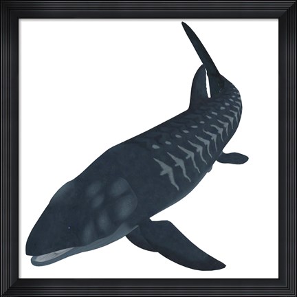 Framed Leedsichthys, an extinct bony fish from the Mesozoic Era Print