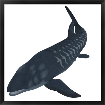 Framed Leedsichthys, an extinct bony fish from the Mesozoic Era Print