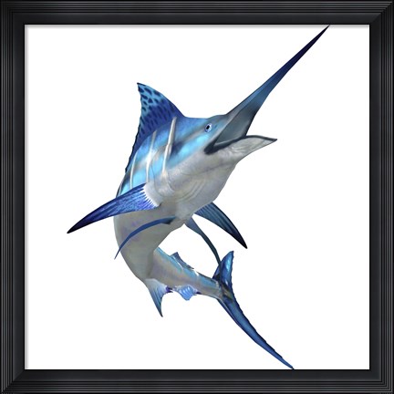 Framed Blue Marlin Print