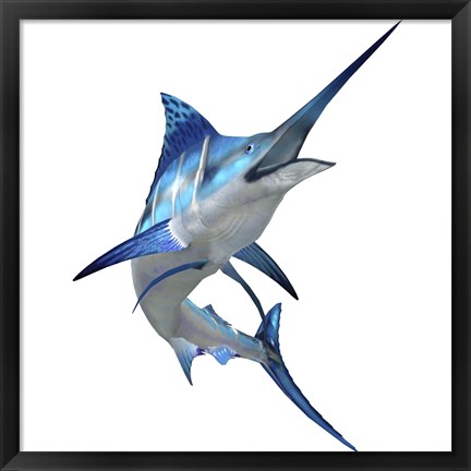 Framed Blue Marlin Print