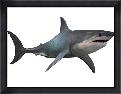 Framed Megalodon shark, a predator from the Cenozoic Era Print