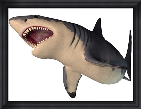 Framed Megalodon shark, an enormous predator from the Cenozoic Era Print