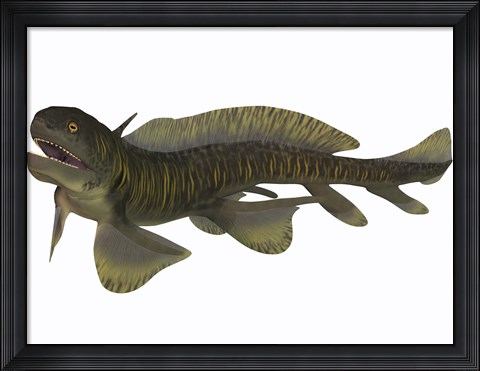 Framed Xenacanthus, a Devonian freshwater shark Print