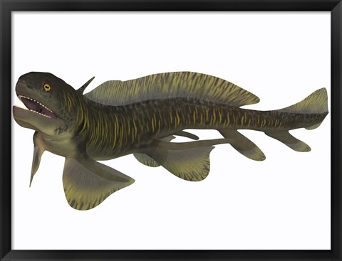 Framed Xenacanthus, a Devonian freshwater shark Print