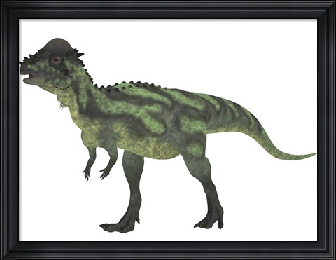 Framed Pachycephalosaurus, a biped dinosaur from the Cretaceous Period Print