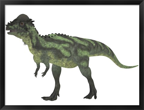 Framed Pachycephalosaurus, a biped dinosaur from the Cretaceous Period Print