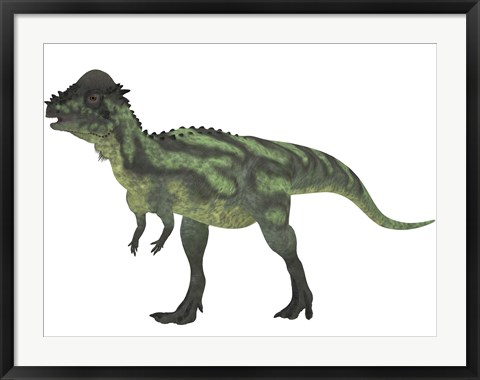 Framed Pachycephalosaurus, a biped dinosaur from the Cretaceous Period Print