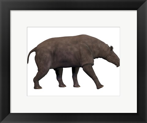Framed Paraceratherium, an extinct rhinoceros-like mammal Print