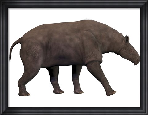 Framed Paraceratherium, an extinct rhinoceros-like mammal Print