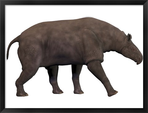 Framed Paraceratherium, an extinct rhinoceros-like mammal Print