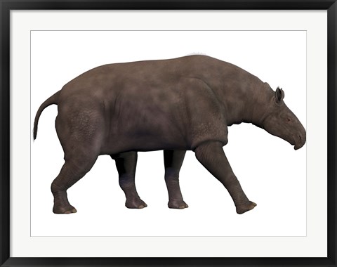 Framed Paraceratherium, an extinct rhinoceros-like mammal Print