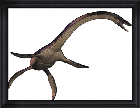 Framed Plesiosaurus, large marine predatory reptile from the Jurassic Era Print