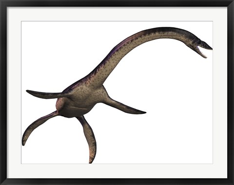 Framed Plesiosaurus, large marine predatory reptile from the Jurassic Era Print