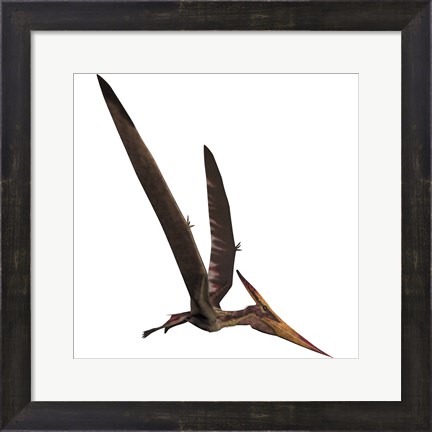 Framed Pteranodon, a reptilian bird from the Late Cretaceous Period Print