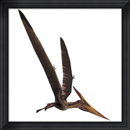Framed Pteranodon, a reptilian bird from the Late Cretaceous Period Print