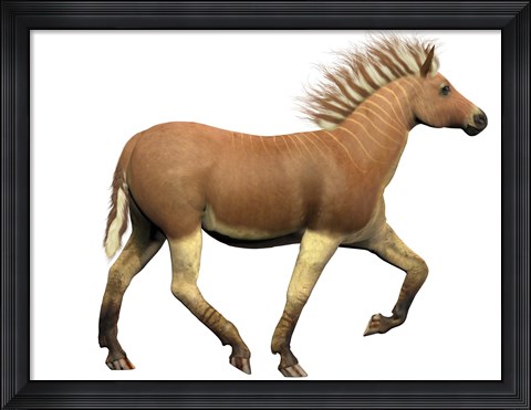 Framed Quagga is an extinct subspecies of the plains zebra Print