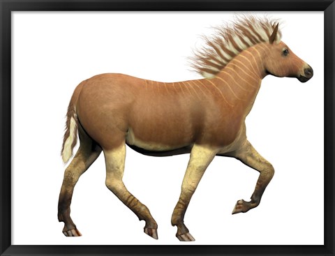Framed Quagga is an extinct subspecies of the plains zebra Print