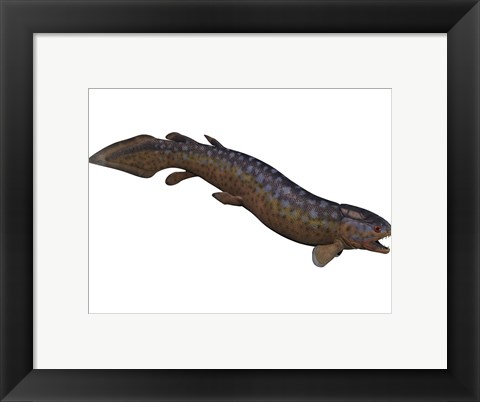 Framed Rhizodus, an extinct predatory lobe-finned fish Print