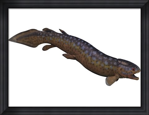 Framed Rhizodus, an extinct predatory lobe-finned fish Print