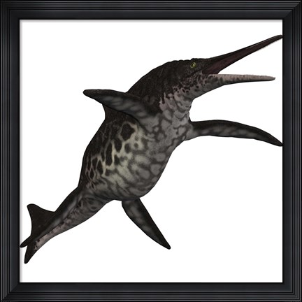 Framed Shonisaurus, a prehistoric ichthyosaur from the Triassic period Print