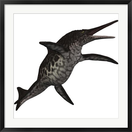 Framed Shonisaurus, a prehistoric ichthyosaur from the Triassic period Print