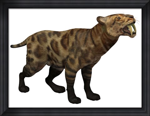 Framed Illustration of a Smilodon Cat from the Cenozoic Era Print