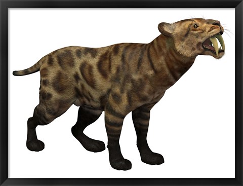 Framed Illustration of a Smilodon Cat from the Cenozoic Era Print