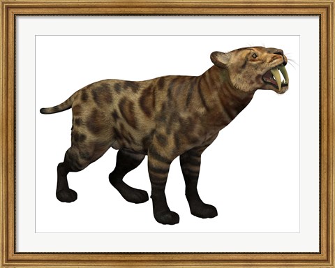 Framed Illustration of a Smilodon Cat from the Cenozoic Era Print