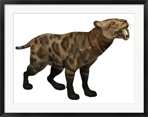 Framed Illustration of a Smilodon Cat from the Cenozoic Era Print