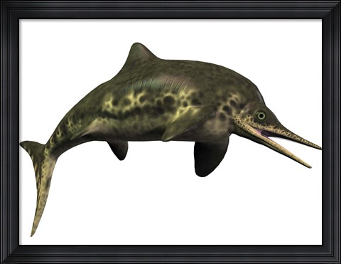 Framed Stenopterygius was an ichthyosaur from the Jurassic Period Print