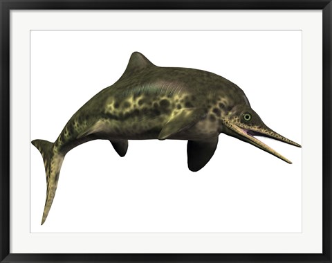 Framed Stenopterygius was an ichthyosaur from the Jurassic Period Print