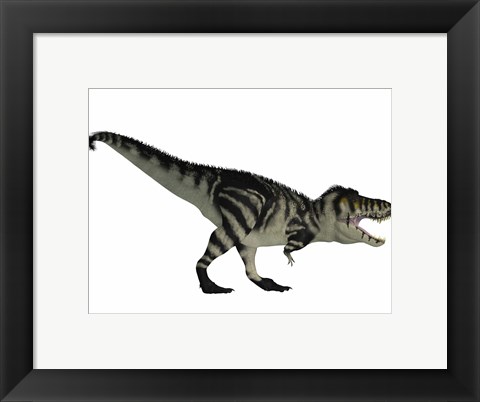 Framed Tyranosaurus Rex, a large carnivore of the Cretaceous Period Print