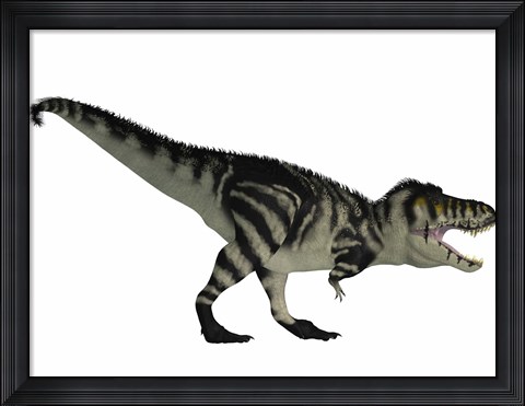 Framed Tyranosaurus Rex, a large carnivore of the Cretaceous Period Print