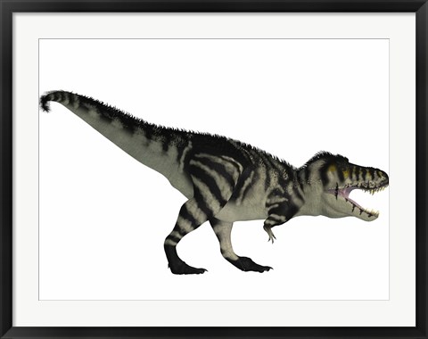 Framed Tyranosaurus Rex, a large carnivore of the Cretaceous Period Print