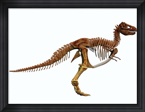 Framed Tyrannosaurus Rex dinosaur skeleton Print