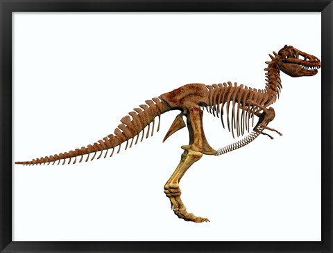 Framed Tyrannosaurus Rex dinosaur skeleton Print