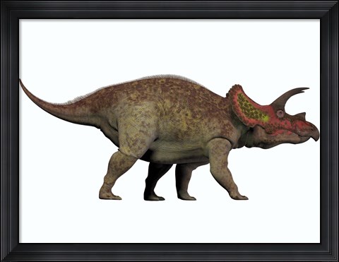 Framed Triceratops, a herbivorous dinosaur from the Cretaceous Period Print