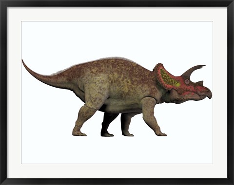 Framed Triceratops, a herbivorous dinosaur from the Cretaceous Period Print