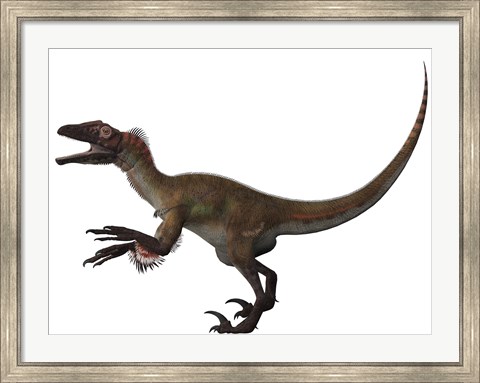 Framed Utahraptor, a carnivorous dinosaur from the Cretaceous Period Print