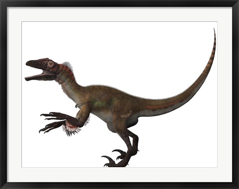 Framed Utahraptor, a carnivorous dinosaur from the Cretaceous Period Print