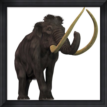 Framed Woolly Mammoth Print